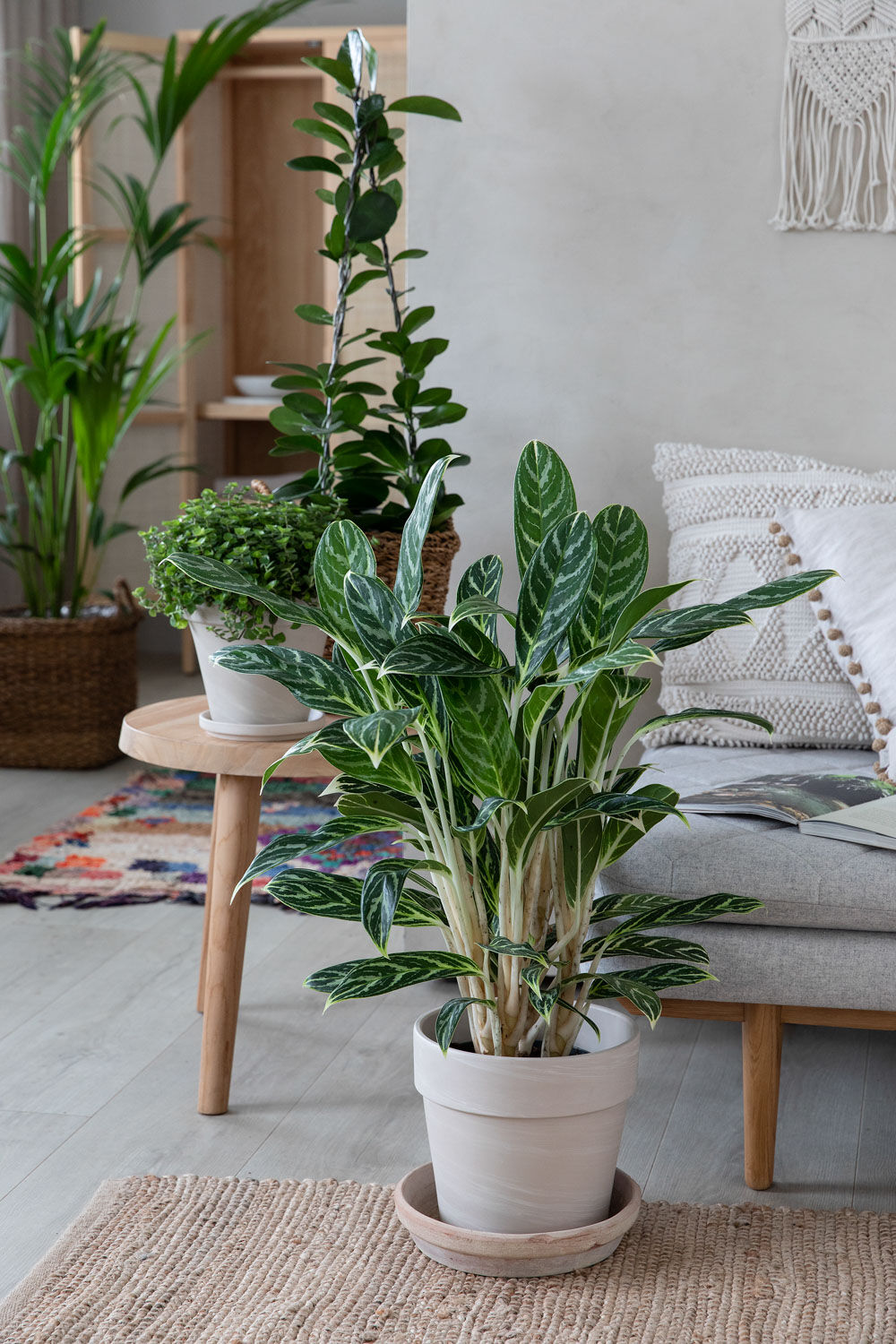Aglaonema sj&oslash;mannstr&oslash;st